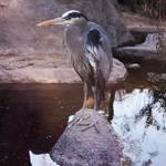 Great Blue Heron